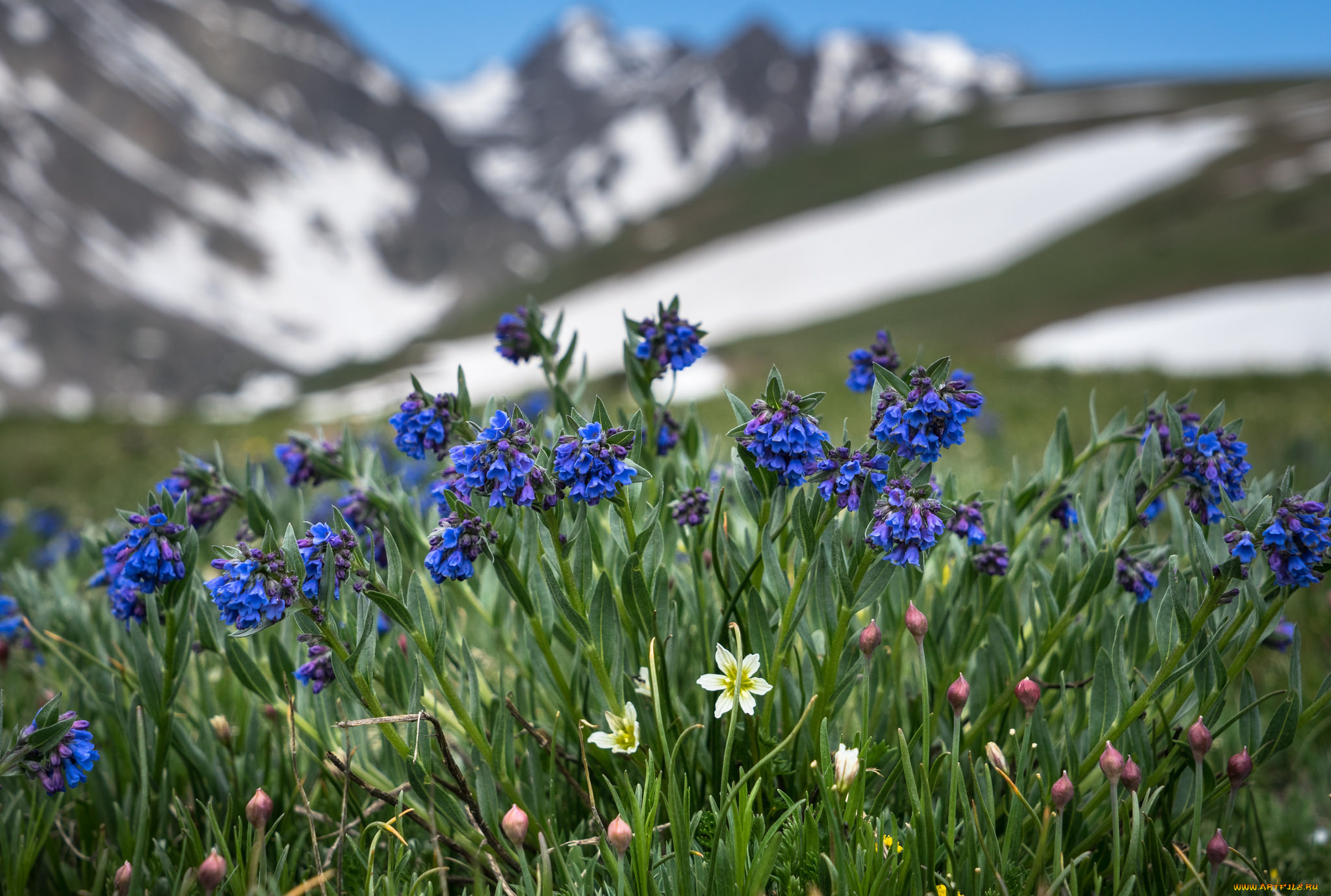 Синий цветок на лугу. Горные цветы Колорадо. Мертензия Альпийская. Синие горные цветы. Голубые Альпийские цветы.